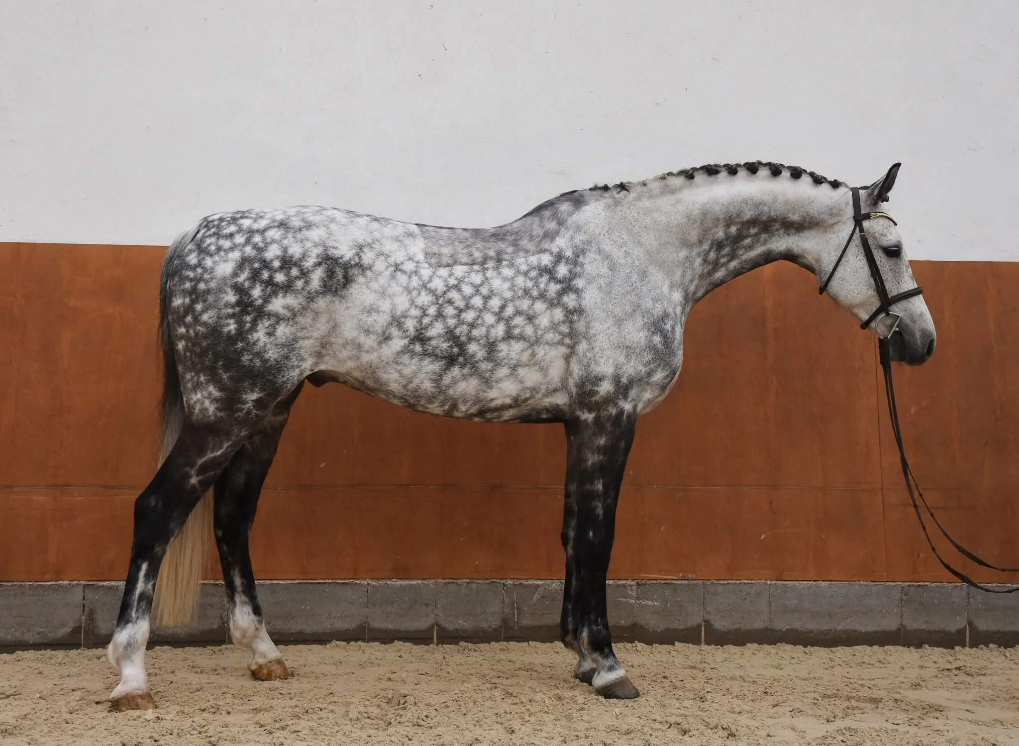 Callimero - photo 1
